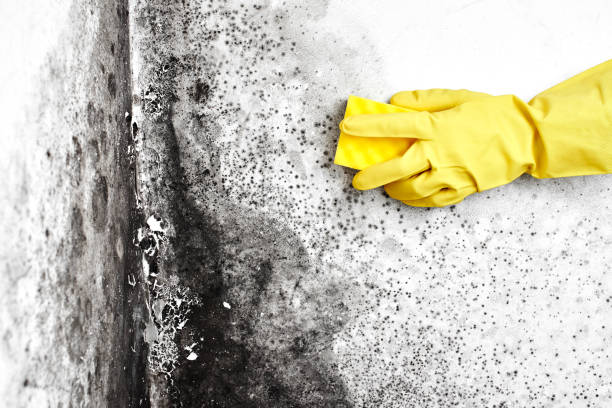 Best Airborne Mold Testing  in Bear Creek, AL